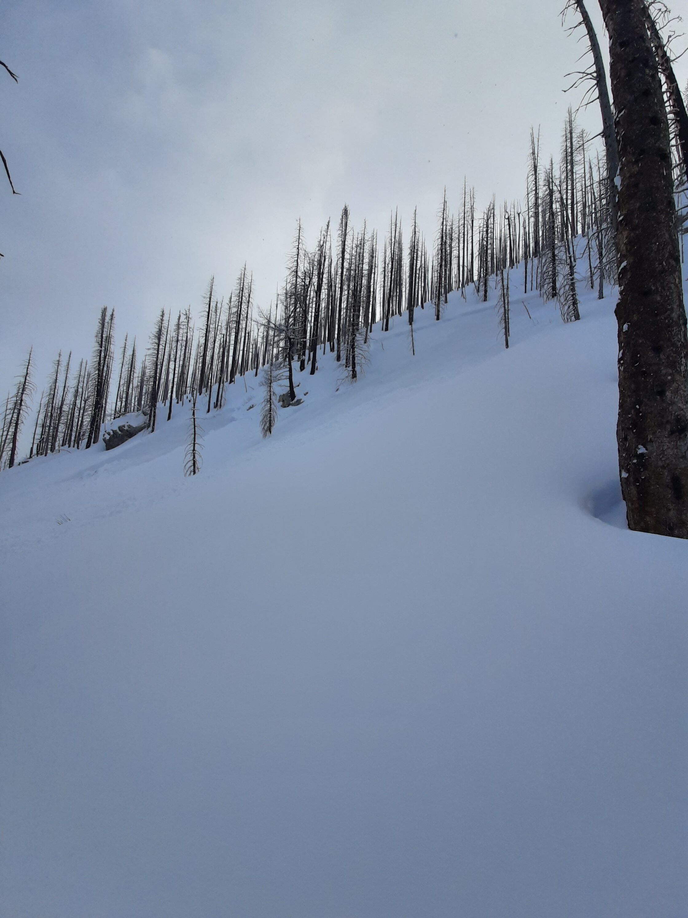 Bertha trees image