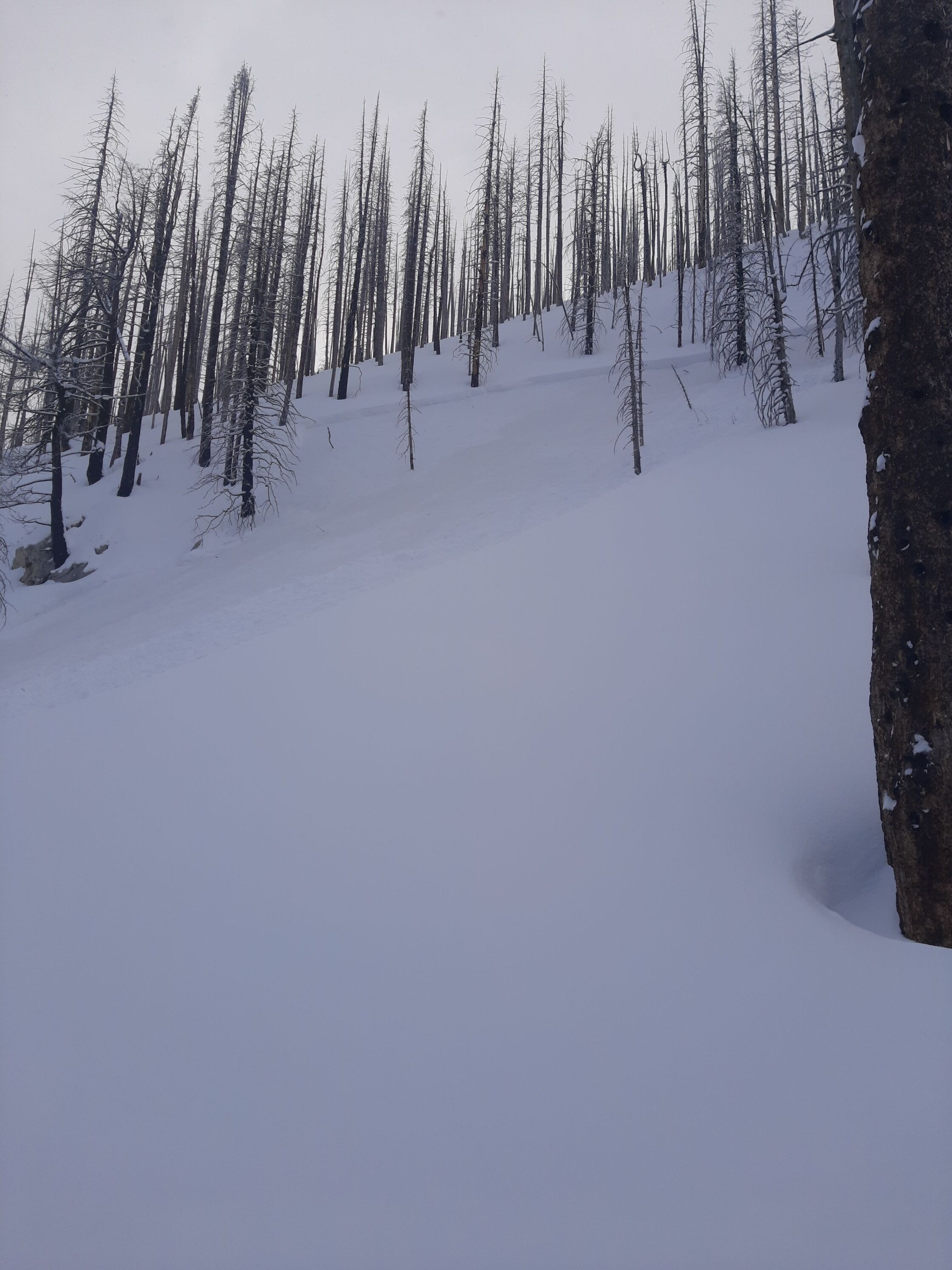 Bertha trees image